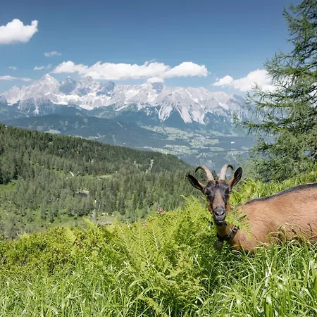 Johann 4* Schladming